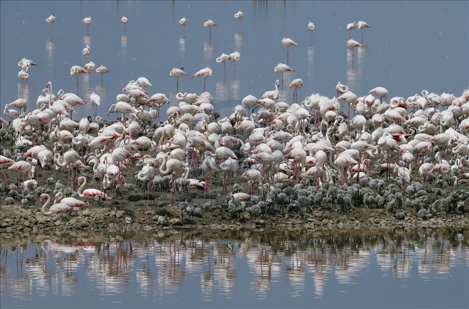 İzmir Kuş Cenneti yavru flamingolarla şenlendi