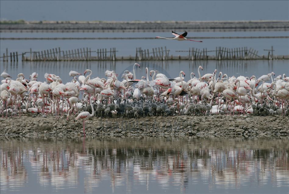 İzmir Kuş Cenneti yavru flamingolarla şenlendi