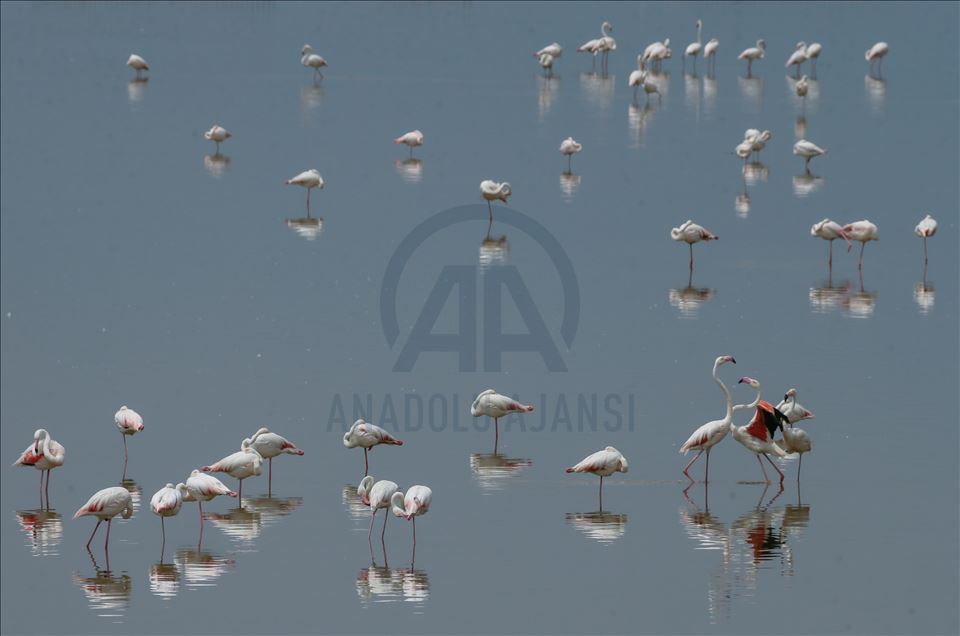 İzmir Kuş Cenneti yavru flamingolarla şenlendi