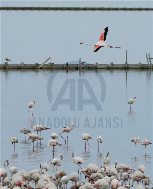 İzmir Kuş Cenneti yavru flamingolarla şenlendi