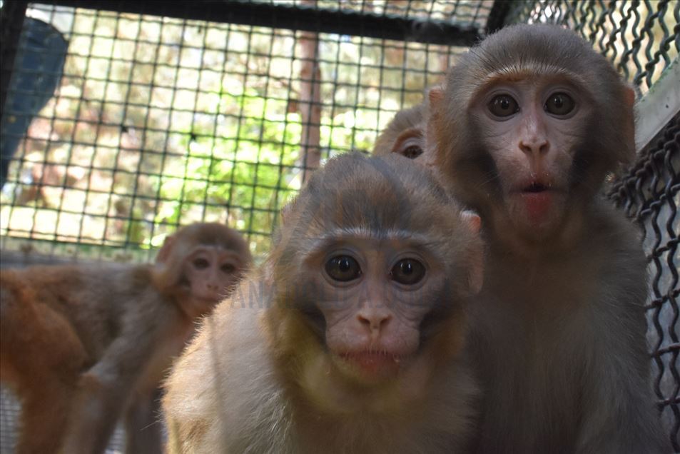 Turquía: cuatro monos bebés, rescatados de trafico animal, son tomados bajo protección en zoológico