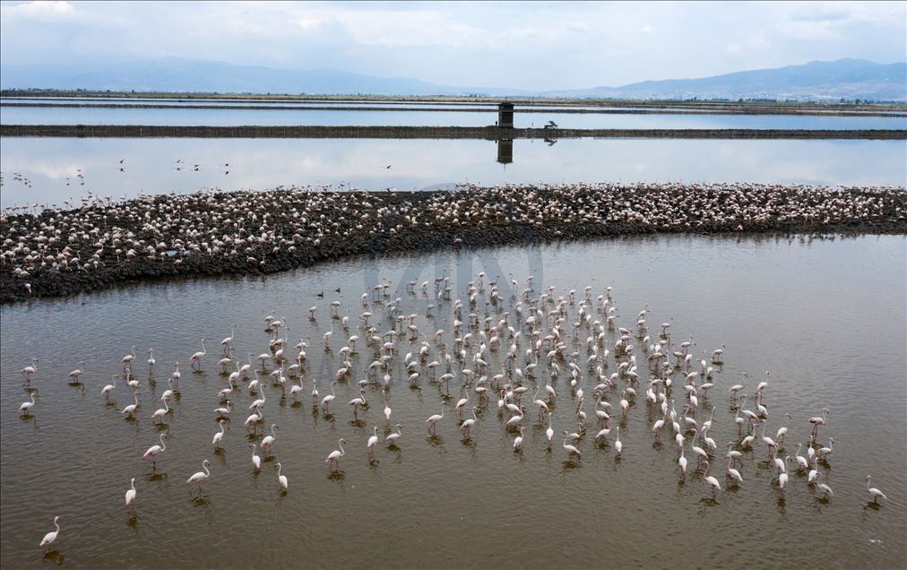 İzmir Kuş Cenneti yavru flamingolarla şenlendi