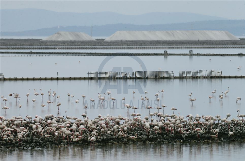 İzmir Kuş Cenneti yavru flamingolarla şenlendi