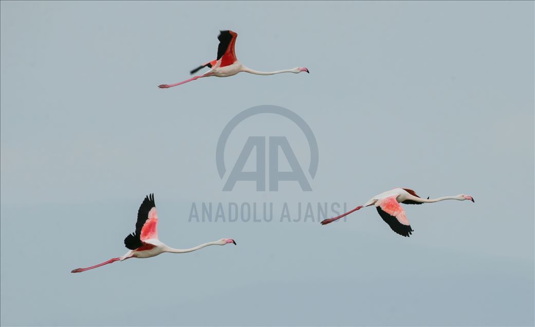İzmir Kuş Cenneti yavru flamingolarla şenlendi