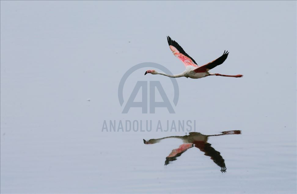 İzmir Kuş Cenneti yavru flamingolarla şenlendi