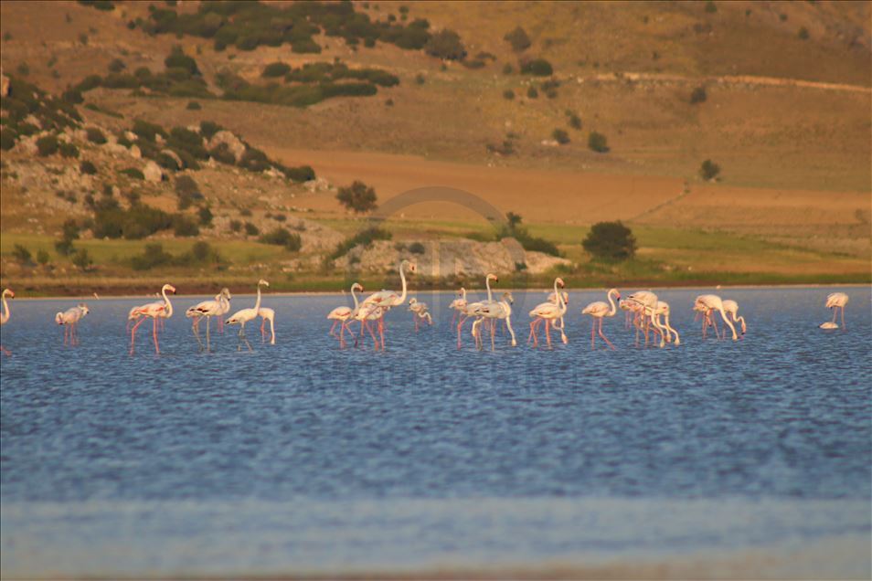 Burdur Yarışlı Gölü'nde flamingo yoğunluğu