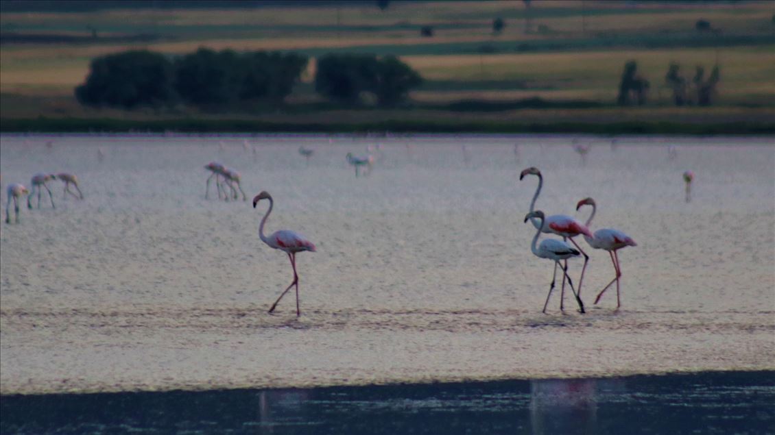 Burdur Yarışlı Gölü'nde flamingo yoğunluğu