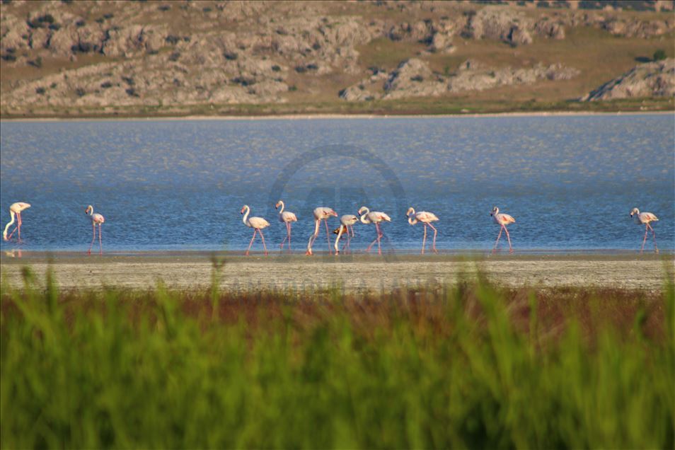 Burdur Yarışlı Gölü'nde flamingo yoğunluğu