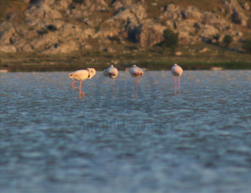 Burdur Yarışlı Gölü'nde flamingo yoğunluğu