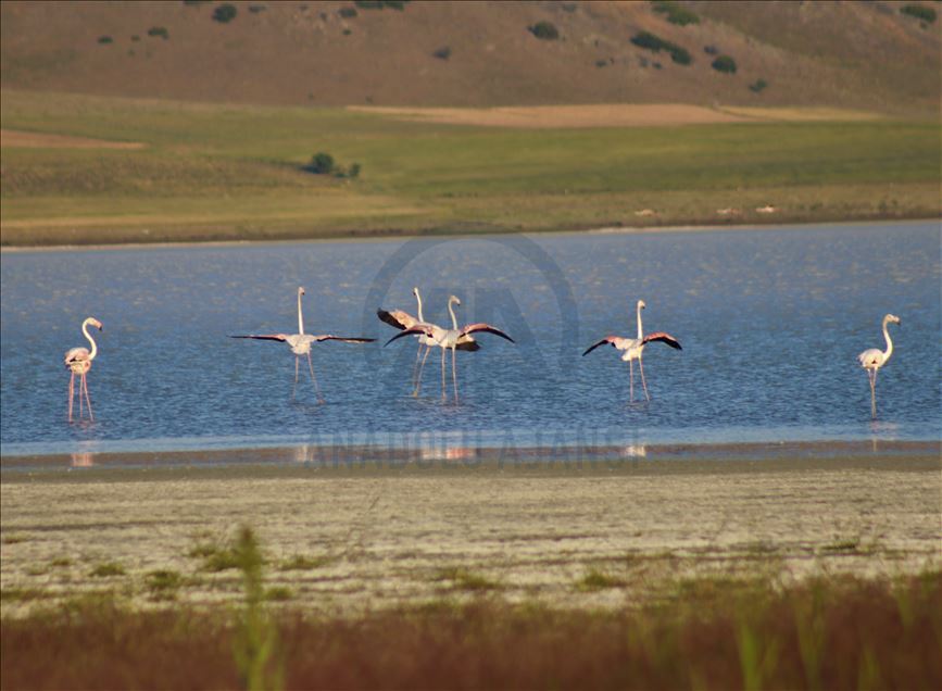 Burdur Yarışlı Gölü'nde flamingo yoğunluğu