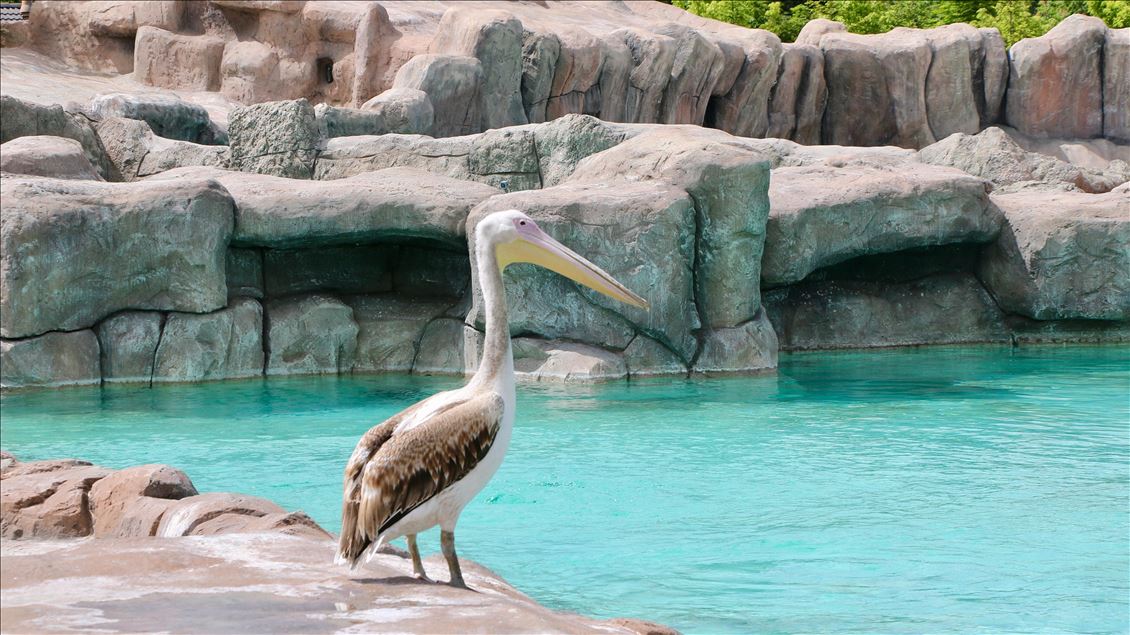 Yenilenen Eskişehir Hayvanat Bahçesi ve Sualtı Dünyası ziyaretçileri için hazır