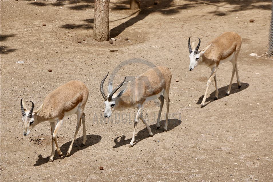 Yenilenen Eskişehir Hayvanat Bahçesi ve Sualtı Dünyası ziyaretçileri için hazır