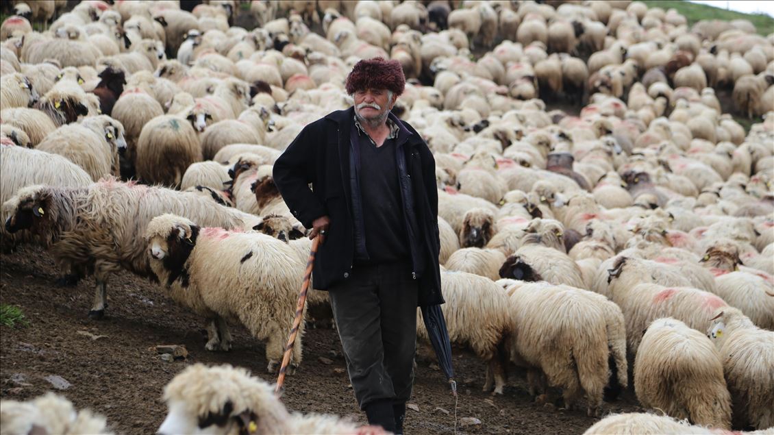 85 yaşındaki Süleyman dedenin bitmeyen çobanlık tutkusu