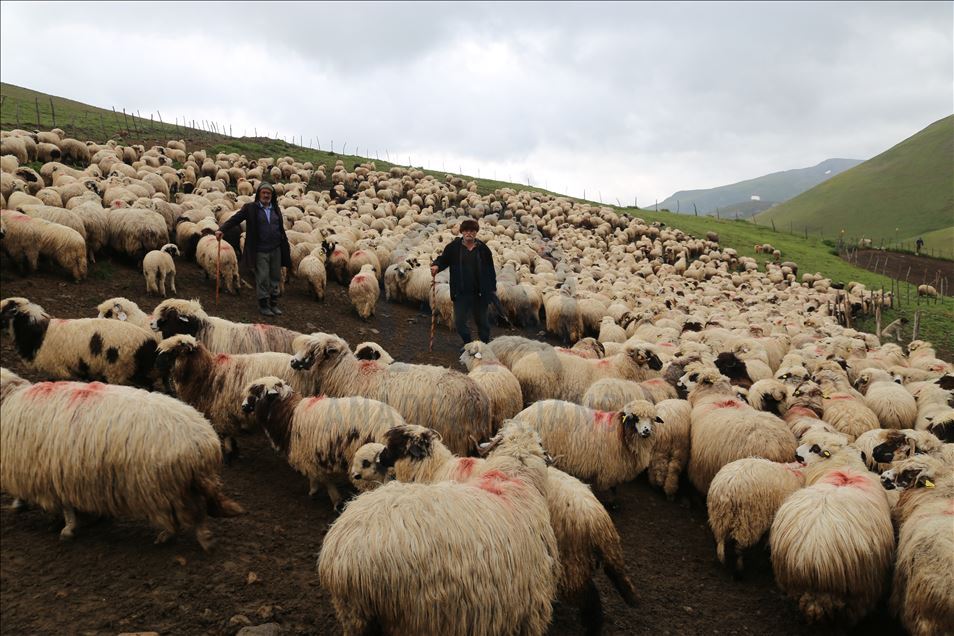 85 yaşındaki Süleyman dedenin bitmeyen çobanlık tutkusu
