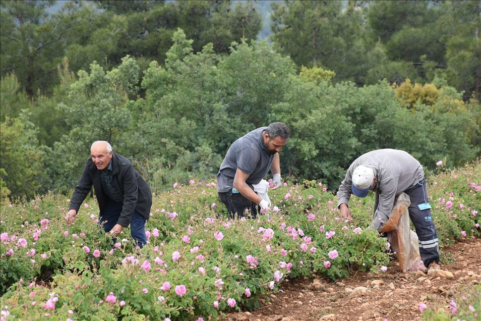 "Gül kokulu" köyün geçim kaynağı gül yağı Avrupa'dan ilgi görüyor