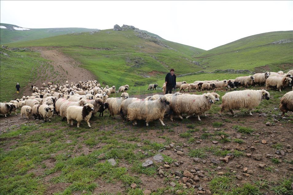 85 yaşındaki Süleyman dedenin bitmeyen çobanlık tutkusu