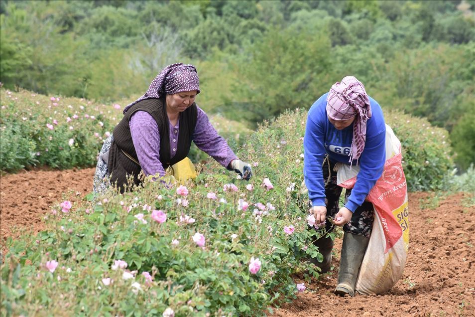 "Gül kokulu" köyün geçim kaynağı gül yağı Avrupa'dan ilgi görüyor