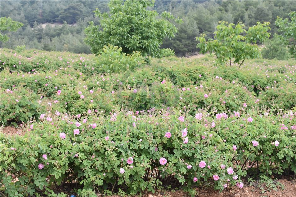 "Gül kokulu" köyün geçim kaynağı gül yağı Avrupa'dan ilgi görüyor