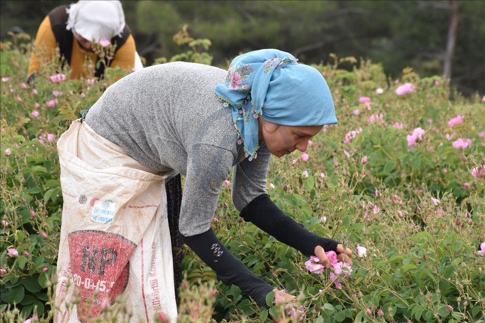 "Gül kokulu" köyün geçim kaynağı gül yağı Avrupa'dan ilgi görüyor