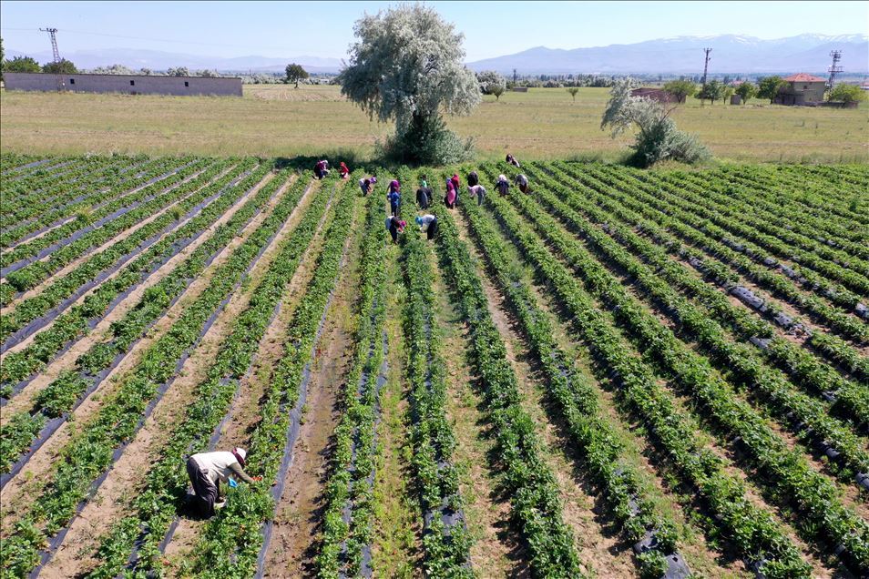 Deneme amaçlı üretmeye başladığı çilek ile yurt dışı pazarına açıldı