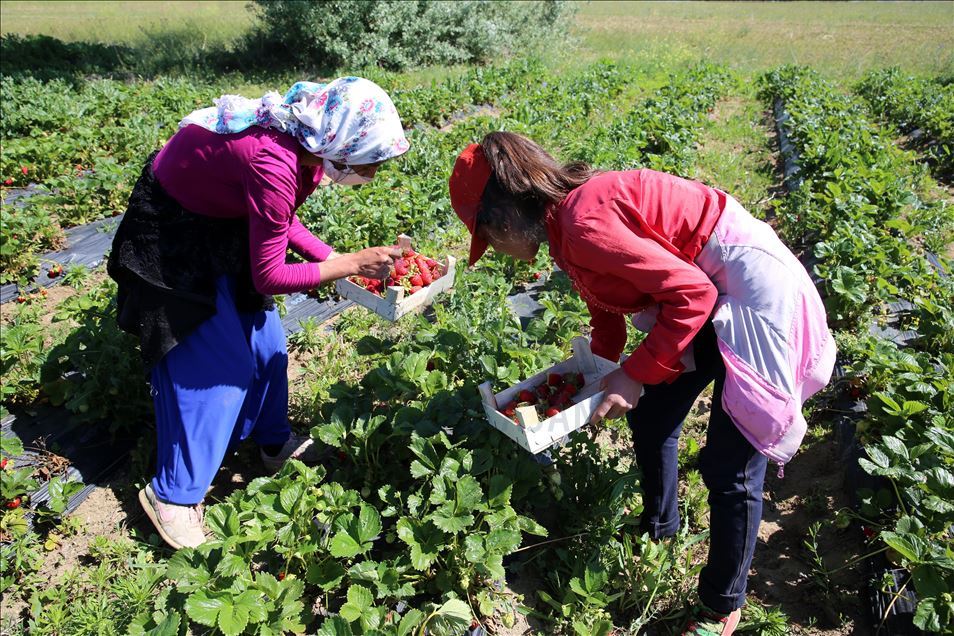 Deneme amaçlı üretmeye başladığı çilek ile yurt dışı pazarına açıldı