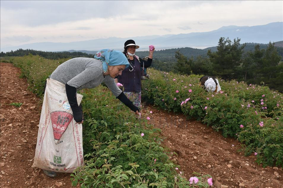 "Gül kokulu" köyün geçim kaynağı gül yağı Avrupa'dan ilgi görüyor