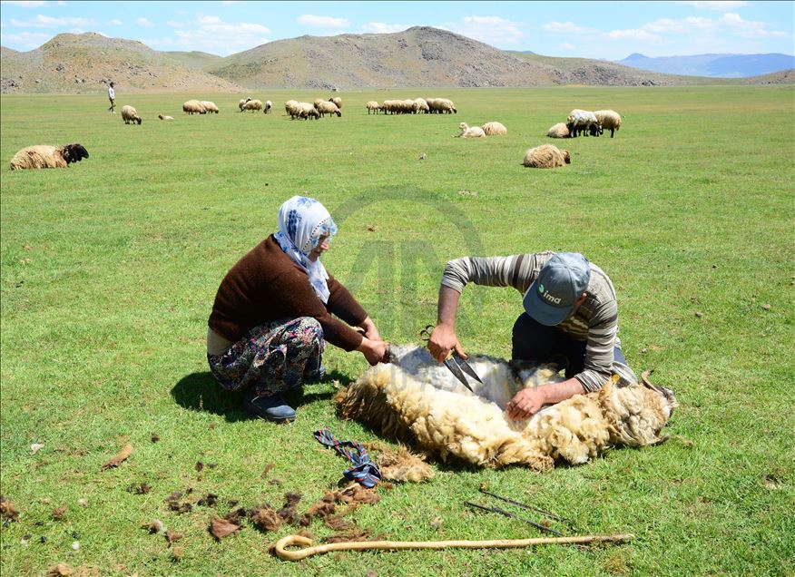 Yapan Türk Çoban