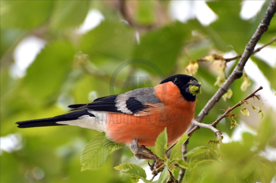 Sarıçam Ormanları kuş sesleriyle şenleniyor