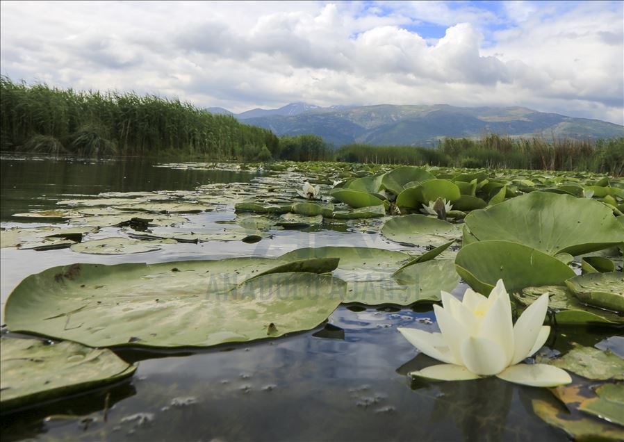 Озеро Эбер- птичий рай Анатолии