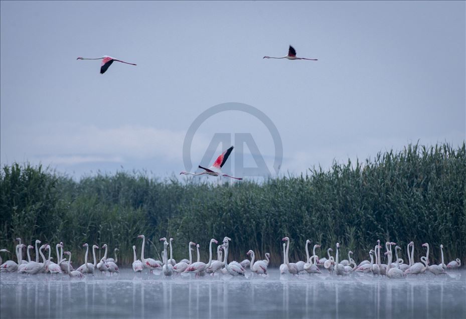 Озеро Эбер- птичий рай Анатолии