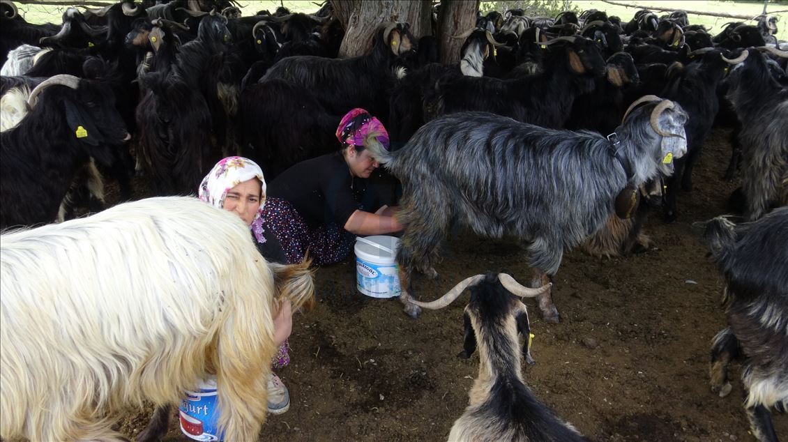 Karakeçili yörük kadınların zorlu yayla mesaisi