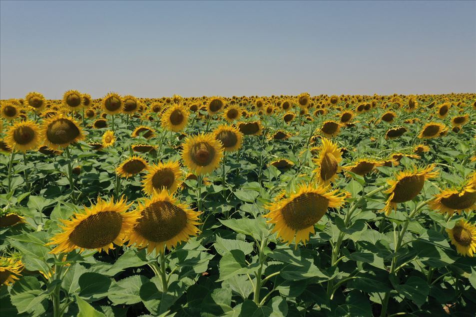 El esplendor de un campo de girasoles en Sanliurfa, Turquía - Anadolu Ajansı