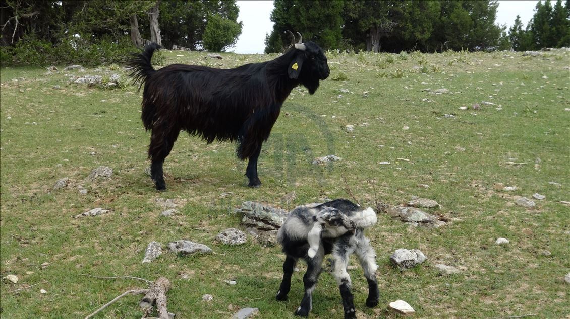 Karakeçili yörük kadınların zorlu yayla mesaisi