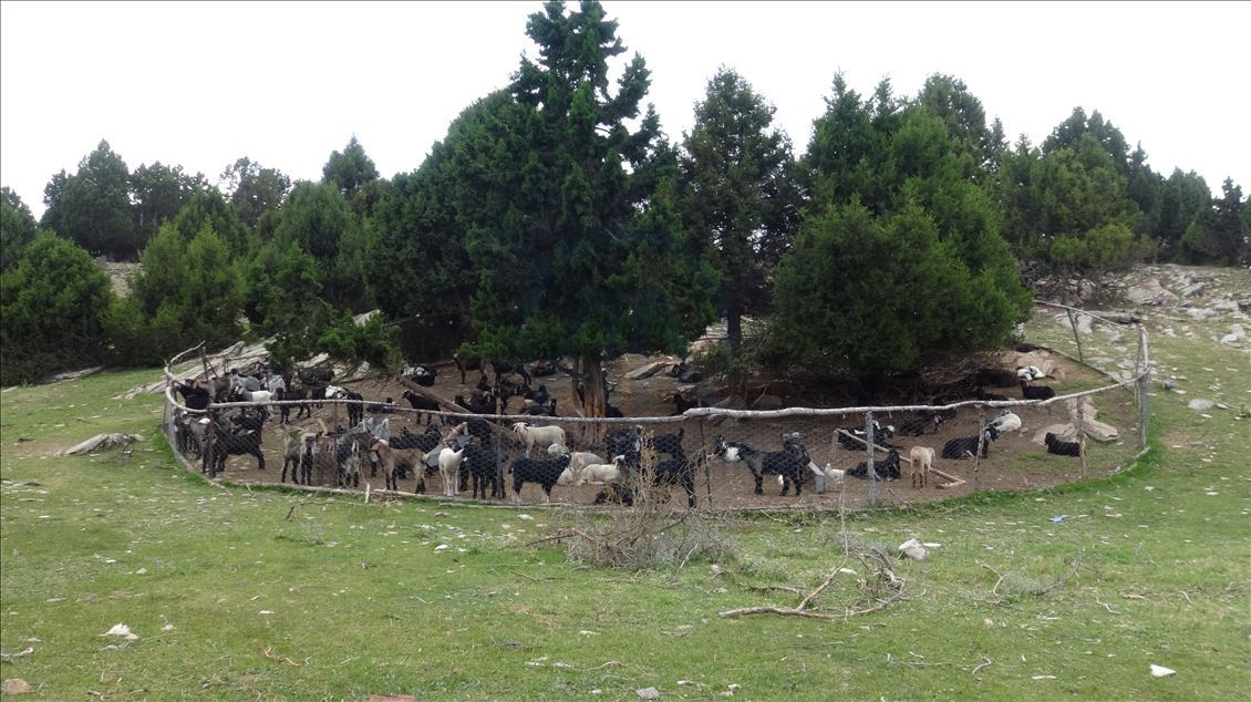 Karakeçili yörük kadınların zorlu yayla mesaisi