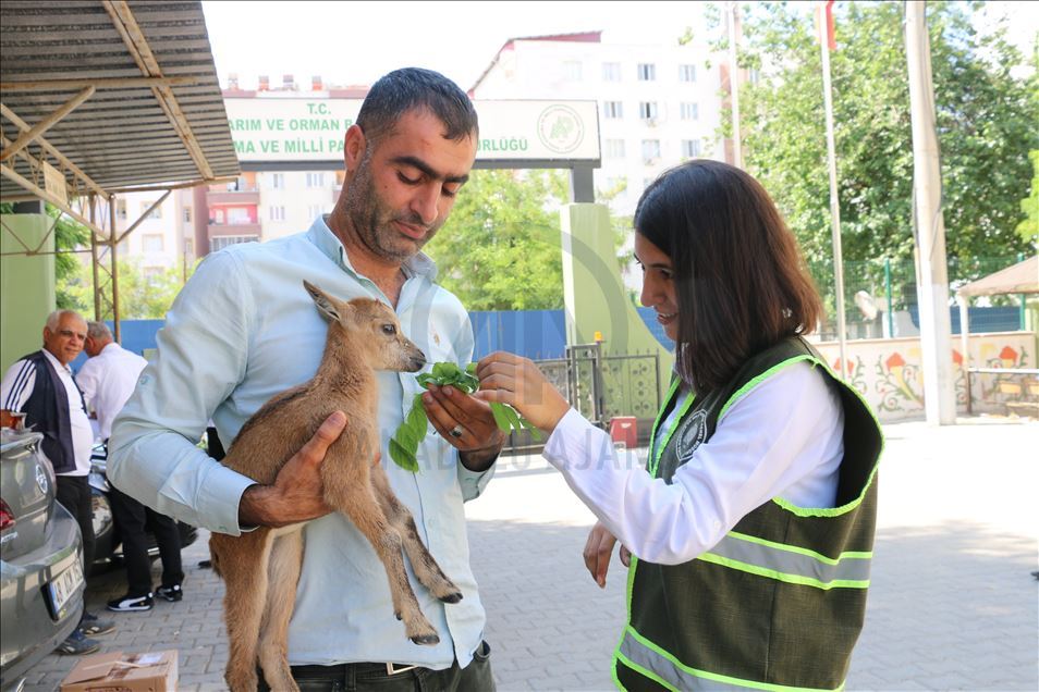 Siirt'te bulunan dağ ceylanı yavrusu koruma altına alındı