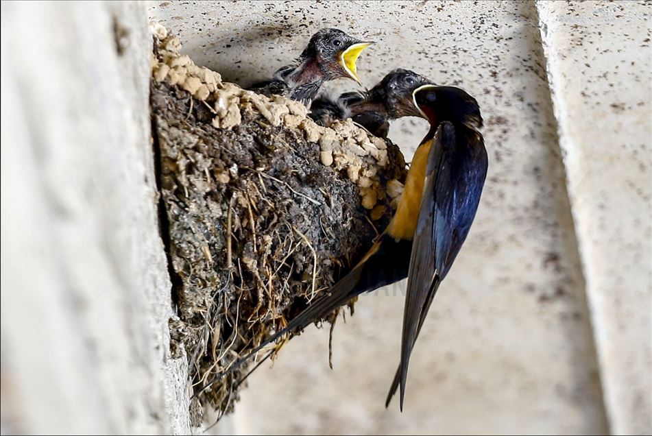Mother swallow feeds her babies in Turkey's Isparta