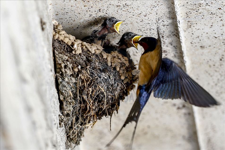 Mother swallow feeds her babies in Turkey's Isparta