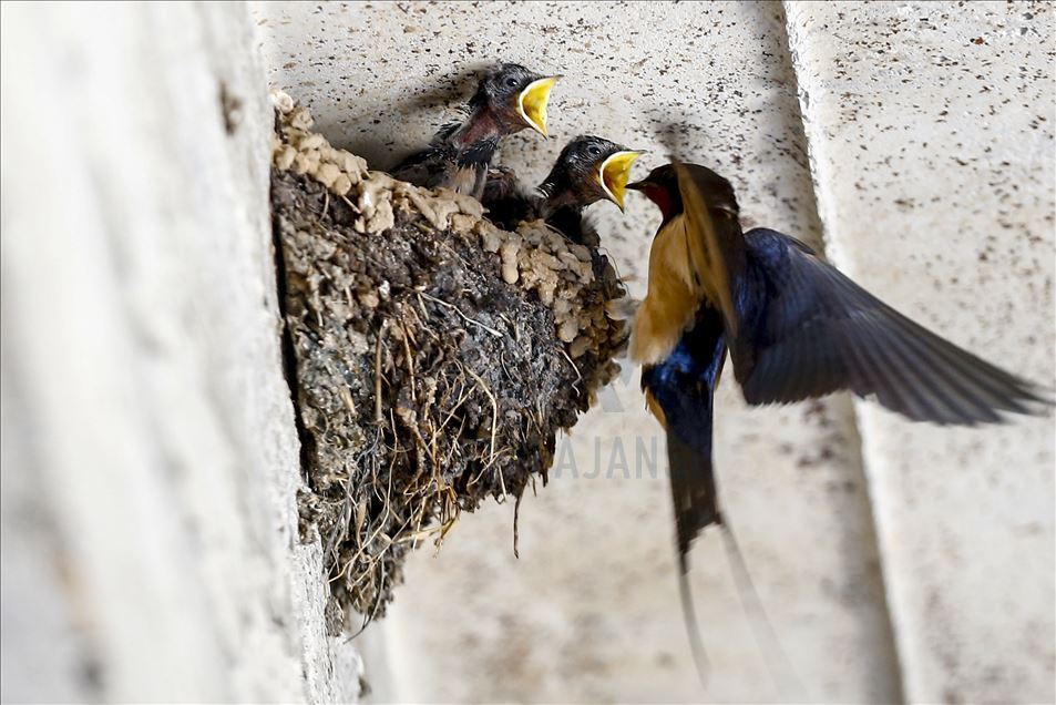 Mother swallow feeds her babies in Turkey's Isparta
