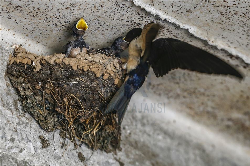 Mother swallow feeds her babies in Turkey's Isparta