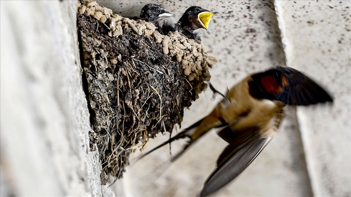 Mother swallow feeds her babies in Turkey's Isparta