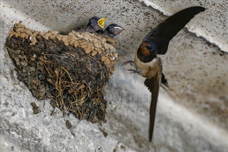 Mother swallow feeds her babies in Turkey's Isparta