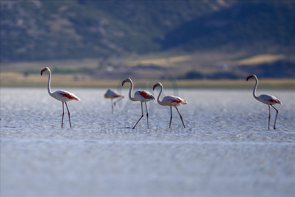 طيور الفلامينغو تتراقص على مياه بحيرة ياريشلي التركية وكالة الأناضول