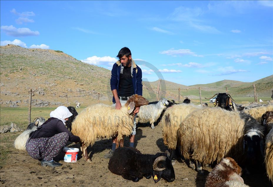 ژنه ئاژهڵدۆشهكانی بهدلیس رۆژانه دهیان كیلۆمهتر دهبڕن بۆ دۆشینی مهڕ و ماڵاتهكانیان