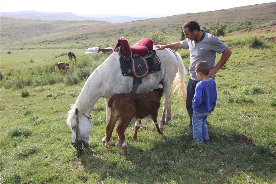 Kurdun yediği ineğin danasına at sahip çıktı