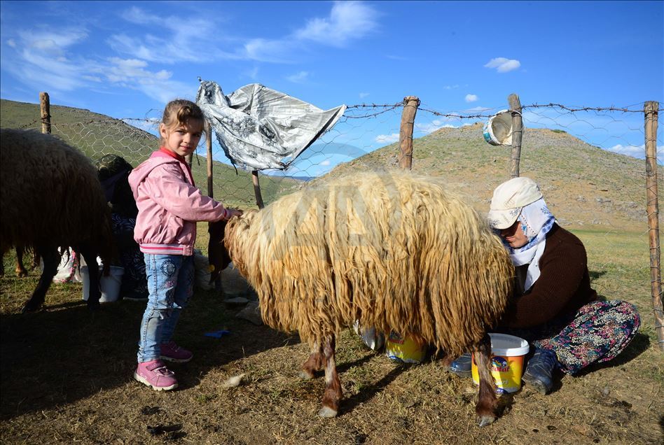 Bitlis'te "berivanlar" süt sağmak için her gün kilometrelerce yürüyor