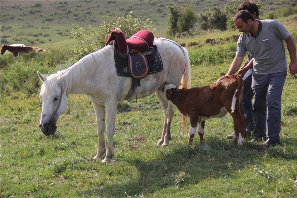 Kurdun yediği ineğin danasına at sahip çıktı