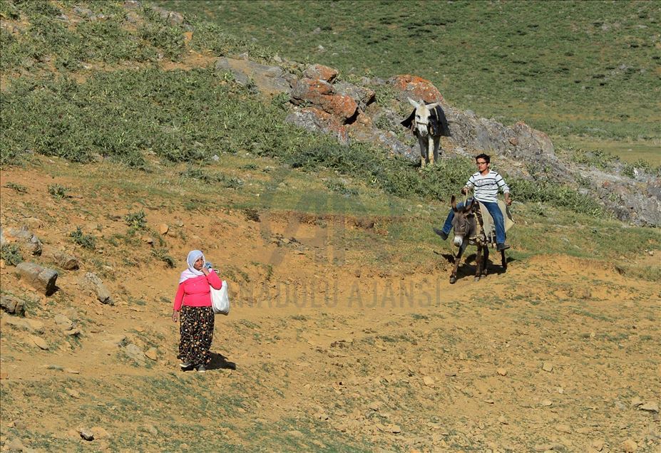 Bitlis'te "berivanlar" süt sağmak için her gün kilometrelerce yürüyor