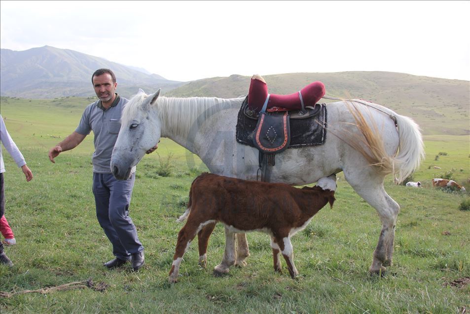 Kurdun yediği ineğin danasına at sahip çıktı