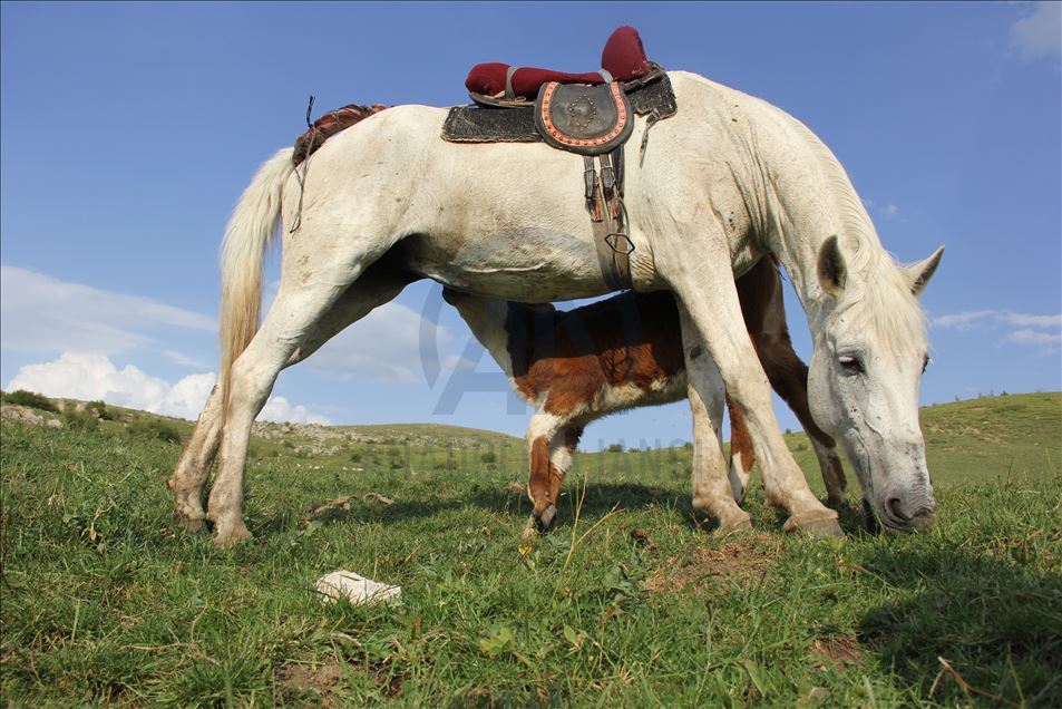 Kurdun yediği ineğin danasına at sahip çıktı