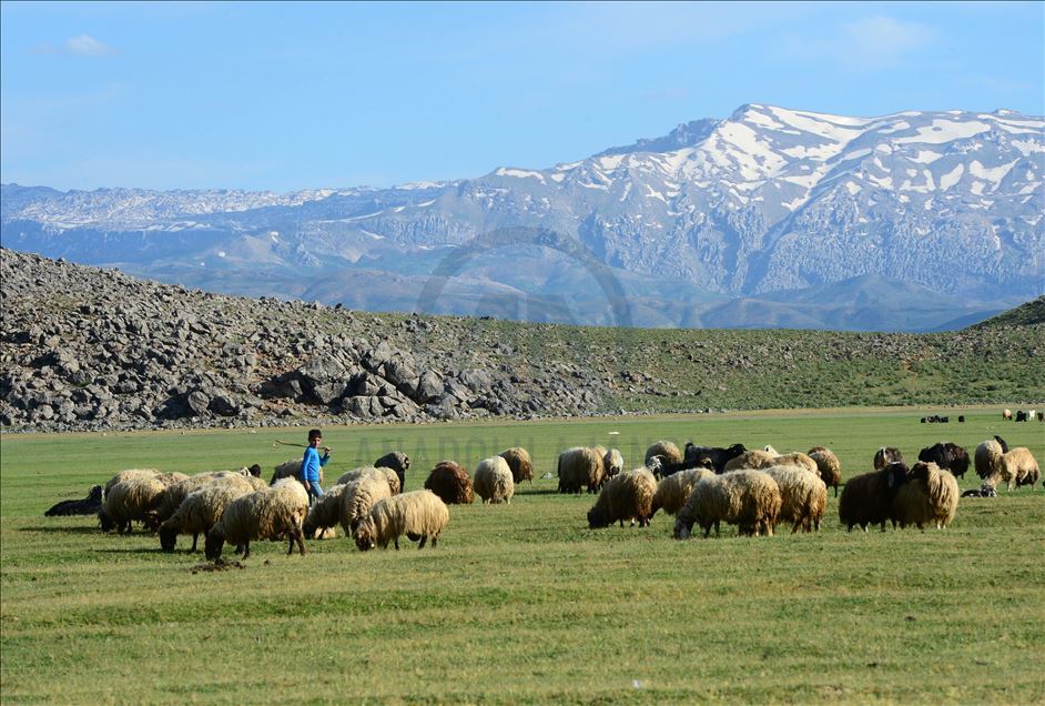 ژنه ئاژهڵدۆشهكانی بهدلیس رۆژانه دهیان كیلۆمهتر دهبڕن بۆ دۆشینی مهڕ و ماڵاتهكانیان